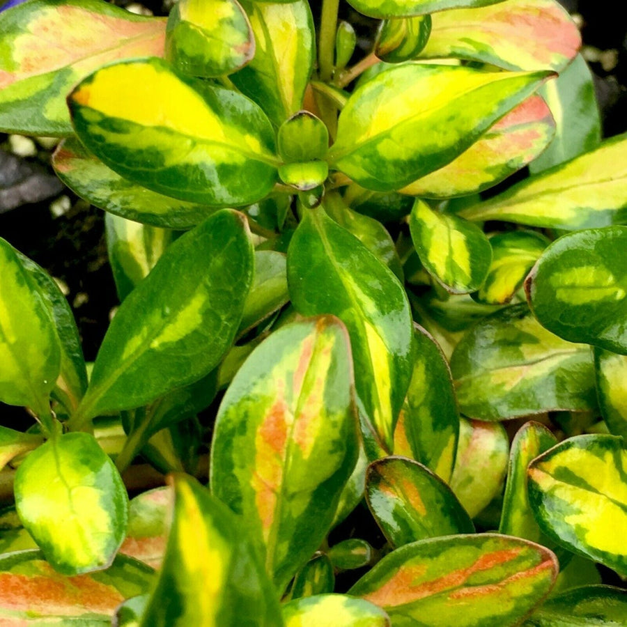 Coprosma Trio in 17cm Pot Coprosma Trio in 17cm Pot image2 3