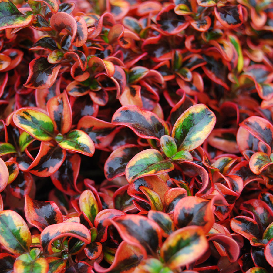 Coprosma Trio in 17cm Pot Coprosma Trio in 17cm Pot image3 1