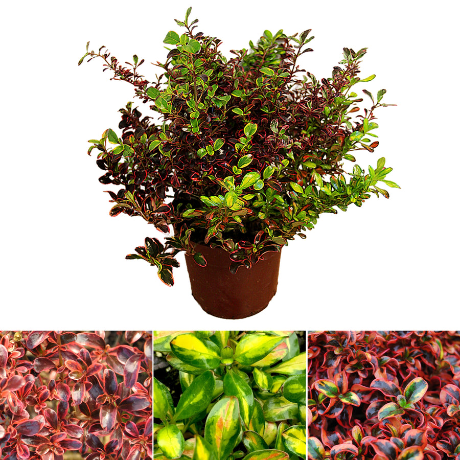 Coprosma Trio in 17cm Pot Coprosma Trio in 17cm Pot image1 2