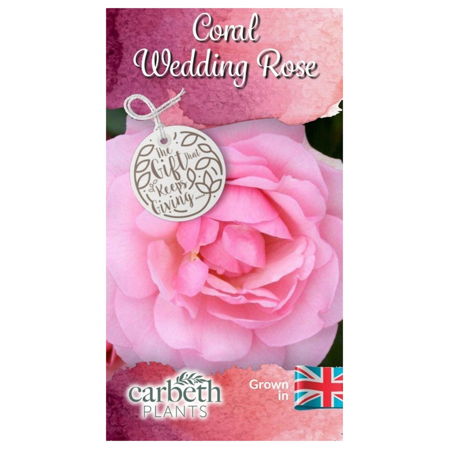 Coral 35th Wedding Anniversary Rose Bush Gift Wrapped  3