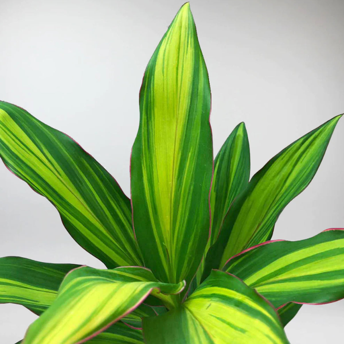 Cordyline Fruticose Kiwi Lemon Lime