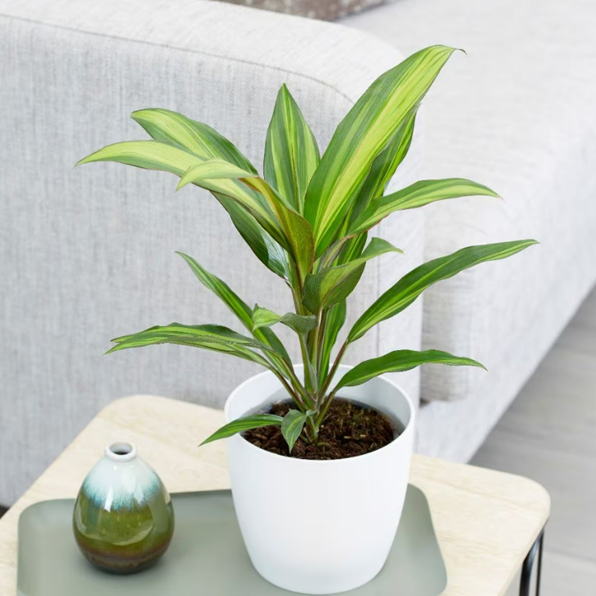 Cordyline Fruticose Kiwi Lemon Lime cordylinekiwi1 4