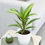 Cordyline Fruticose Kiwi Lemon Lime cordylinekiwi1 4