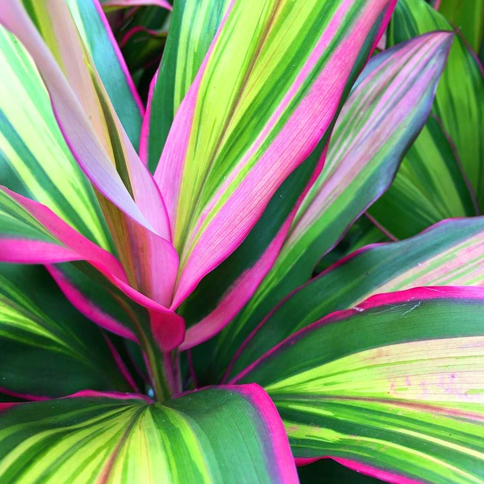 Cordyline Fruticose Kiwi Lemon Lime