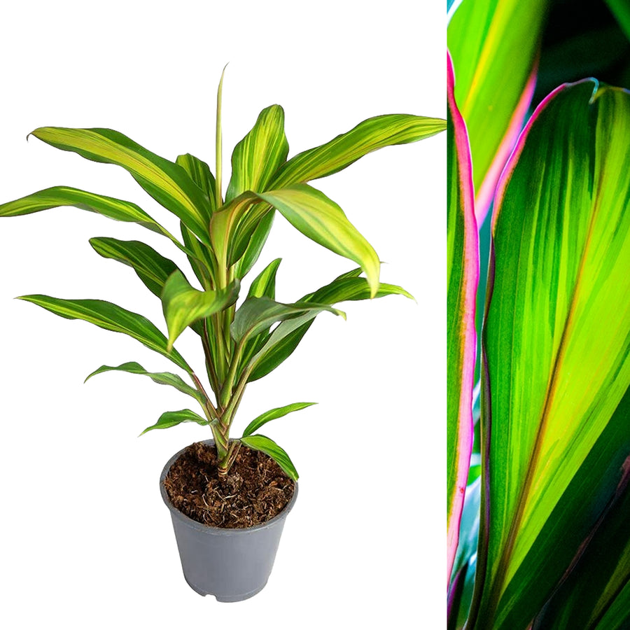 Cordyline Kiwi – Kleurrijke Kamerplant, Keulelie 30-40 Cm Met Pot, Luchtreinigend & Tropisch
