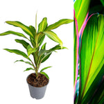 Cordyline Fruticose Kiwi Lemon Lime cordylinekiwi3 2