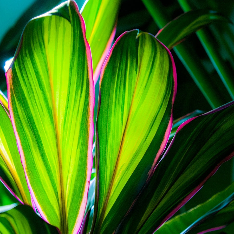 Cordyline Fruticose Kiwi Lemon Lime cordylinekiwi4 5
