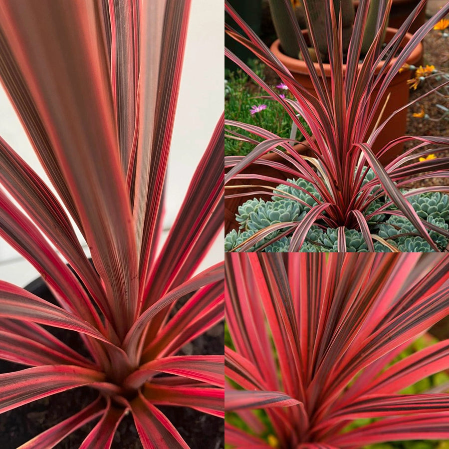 Cordyline Australis 'Salsa' Palm Cordyline Australis 'Salsa' Palm image1 1