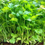 Coriandrum Sativum Coriander  1