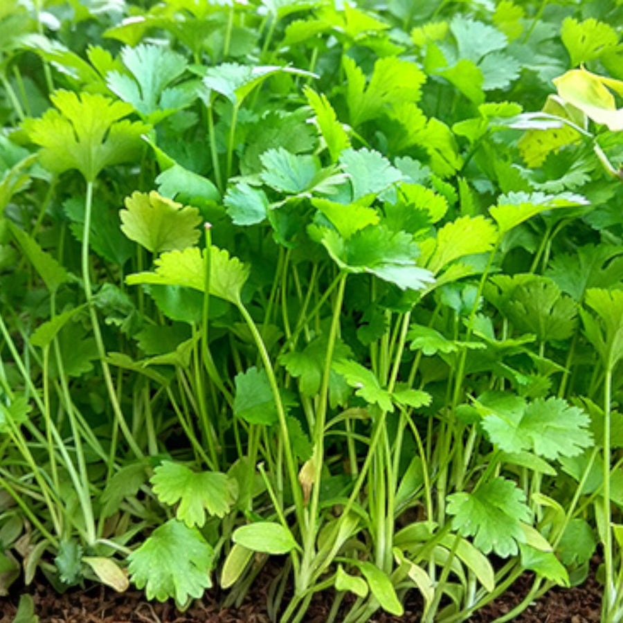 Coriandrum Sativum Coriander  1