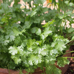 Coriandrum Sativum Coriander  2