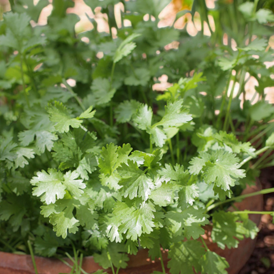 Coriandrum Sativum Coriander  2