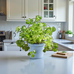 Coriandrum Sativum Coriander  3