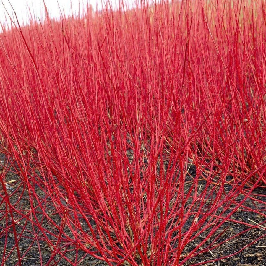 Cornus alba 'Sibirica' Cornus alba 'Sibirica' image1 1