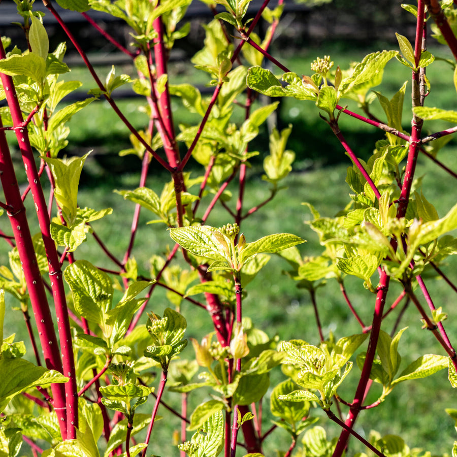 Cornus alba 'Sibirica' Cornus alba 'Sibirica' image4 4