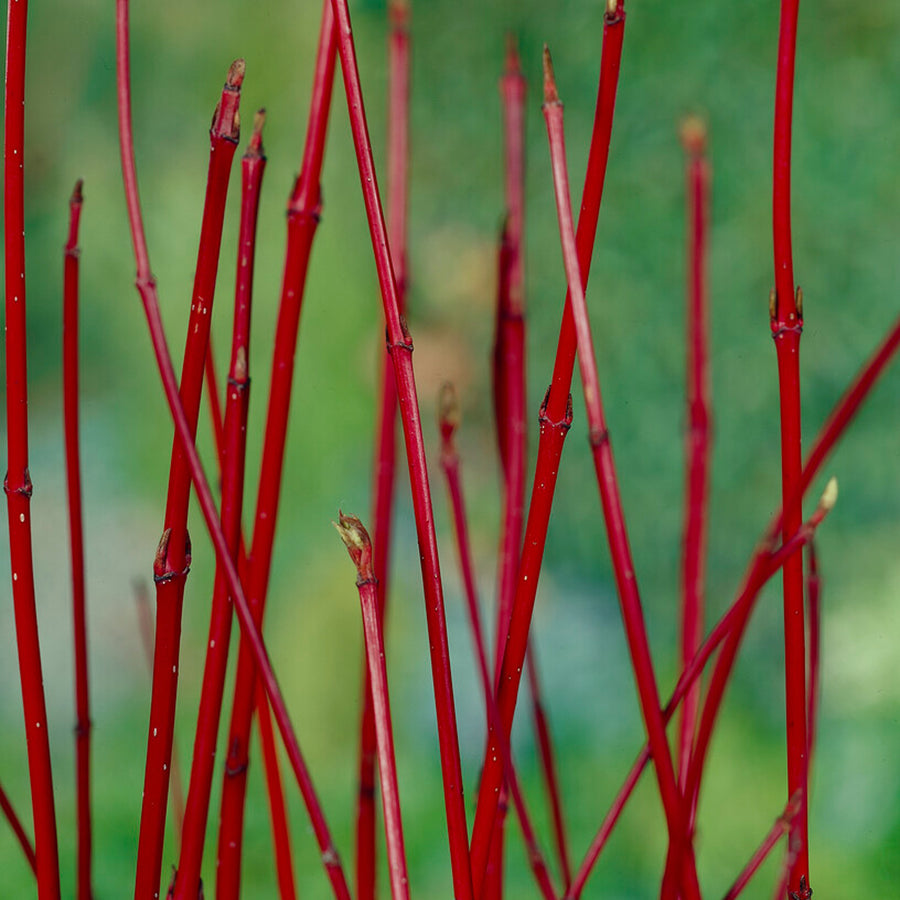 Cornus alba 'Sibirica' Cornus alba 'Sibirica' image3 3