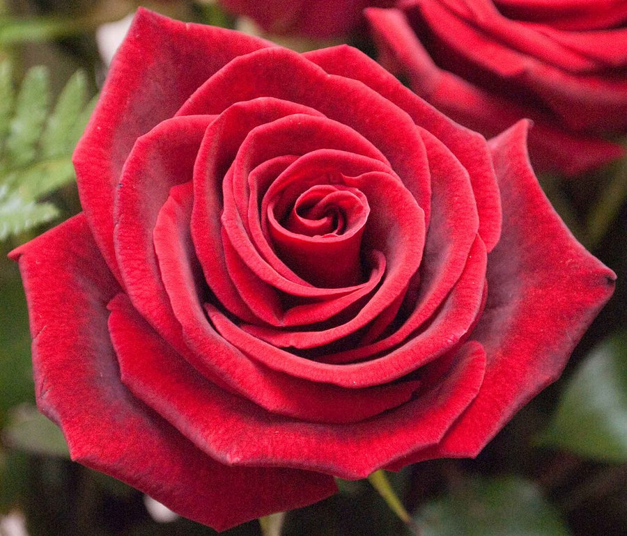 Coronation Rose Bush King Charles III Gift Wrapped Coronation Rose Bush King Charles III Gift Wrapped image2 2