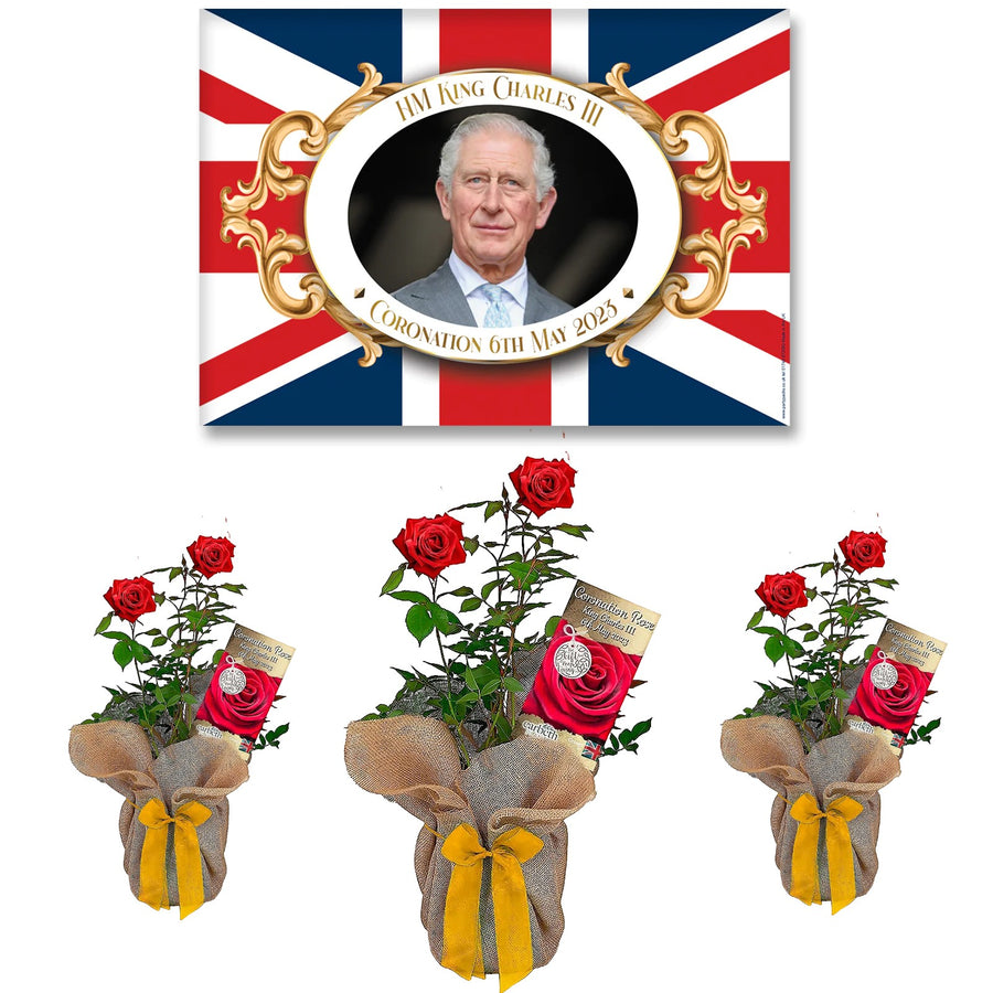 Coronation Rose Bush King Charles III Gift Wrapped Coronation Rose Bush King Charles III Gift Wrapped image3 3