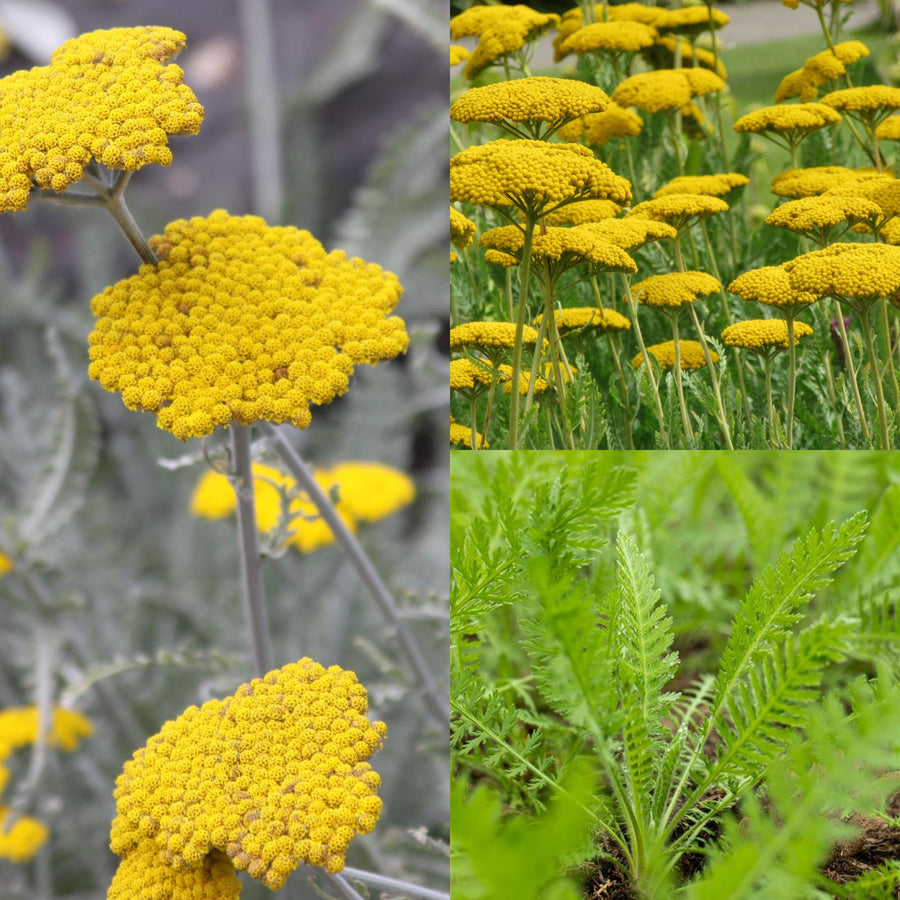 Achillea Yarrow - Coronation Gold coronationgold 1