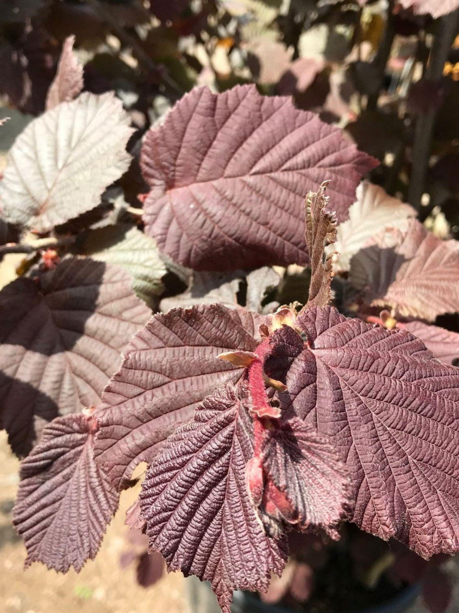 Corylus Red Zellernut - Red Hazelnut Tree  1