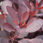 Cotinus Royal Purple  4