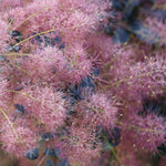 Cotinus Royal Purple  3