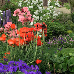Cottage Garden Bare Root Mix  2