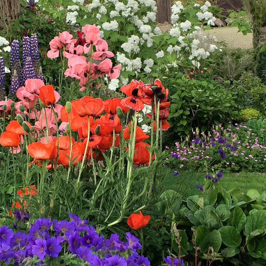 Cottage Garden Bare Root Mix  2