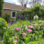 Cottage Garden Bare Root Mix  1