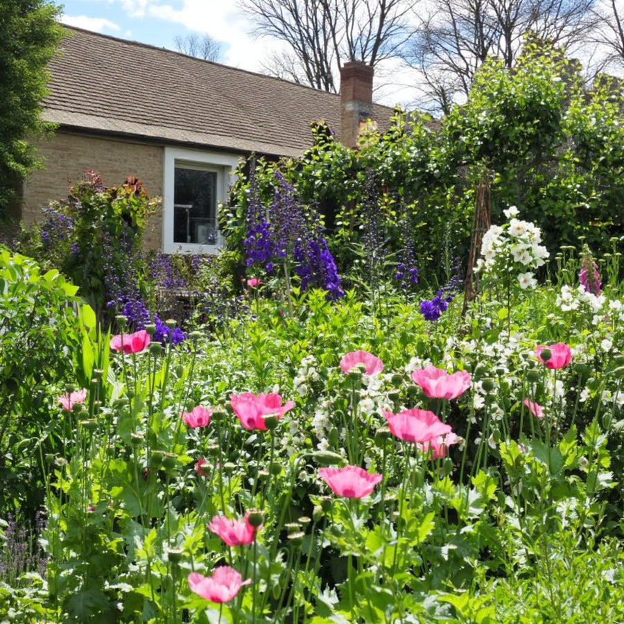 Cottage Garden Bare Root Mix  1