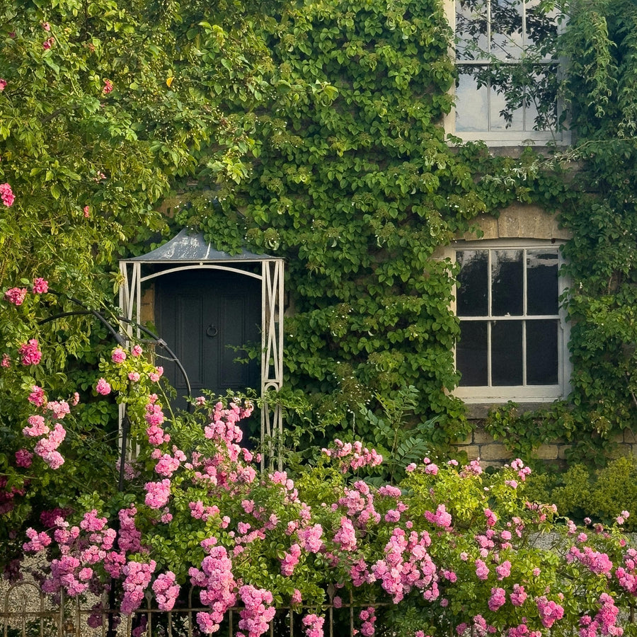 cottage garden plants