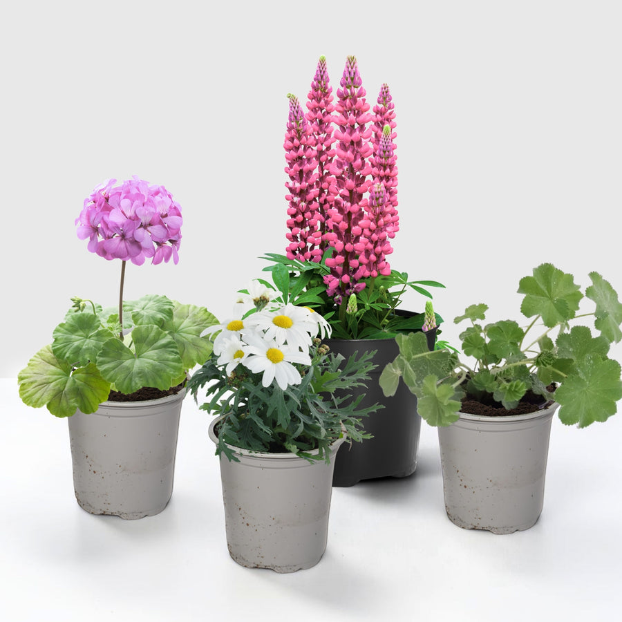 Cottage Garden Plants For Beginners - Geranium, Alchemilla, Lupin and Leucanthemum  1
