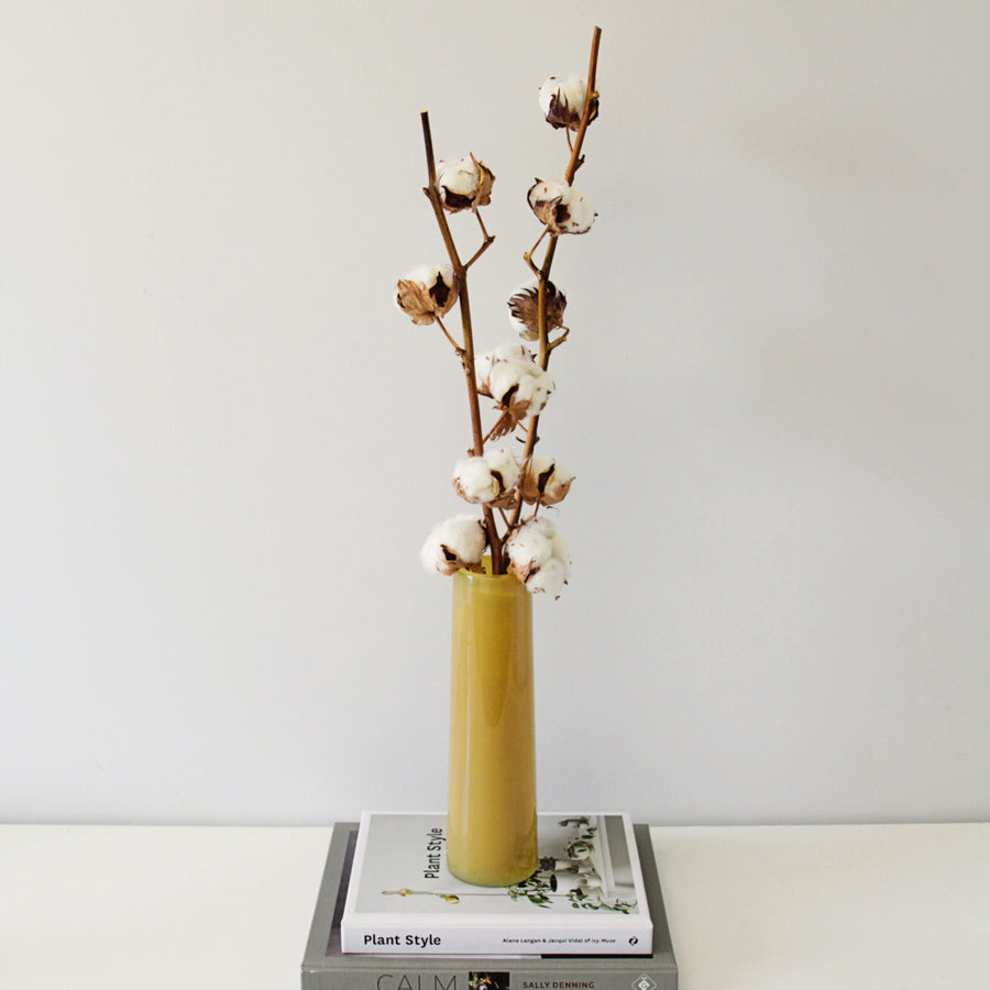 Natural Dried Cotton Stems cottonstems 1