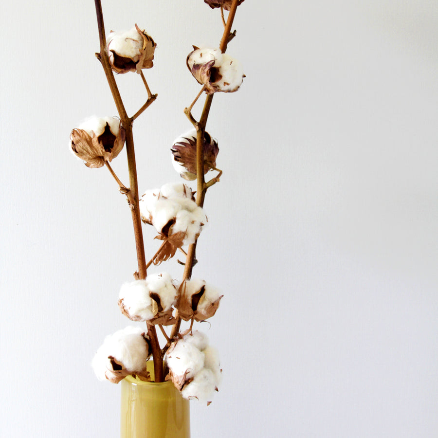 Natural Dried Cotton Stems cottonstems2 2