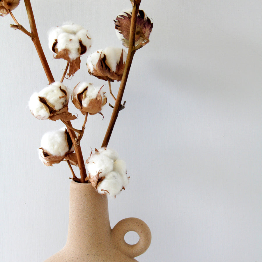 Natural Dried Cotton Stems cottonstems3 9