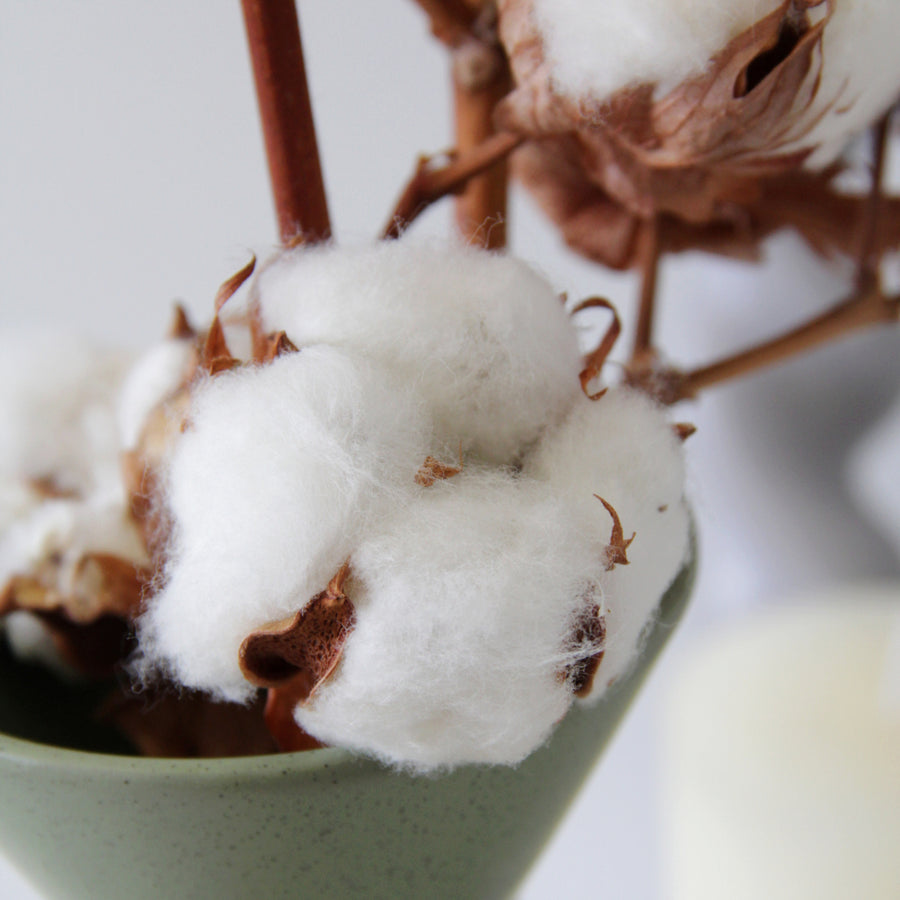 Natural Dried Cotton Stems cottonstems8 3