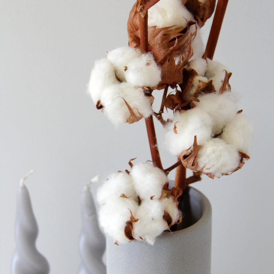 Natural Dried Cotton Stems cottonstems9 7