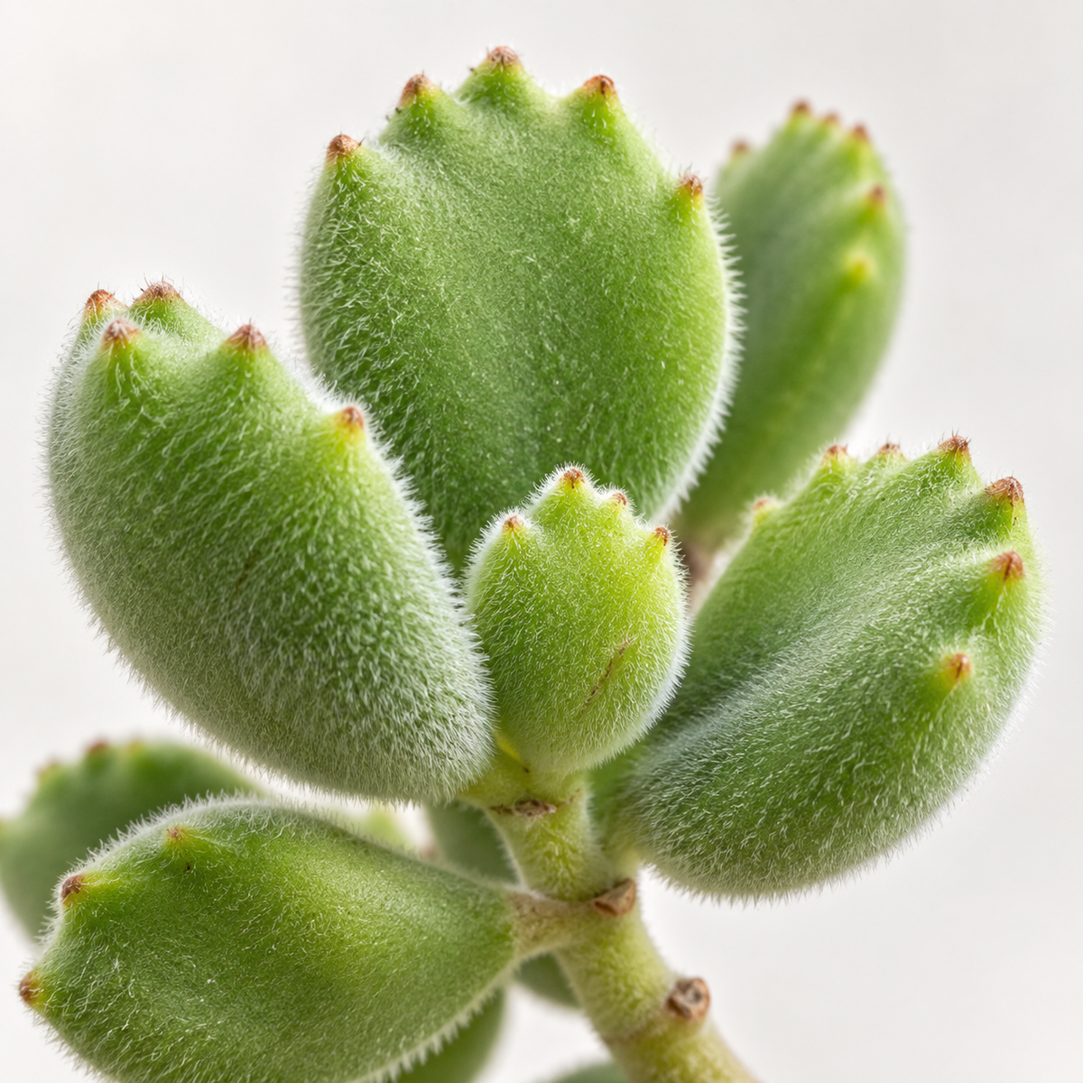 Cotyledon Ladismithiensis Bear Paw Succulent