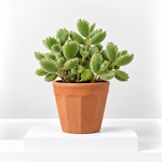 Cotyledon Ladismithiensis Bear Paw Succulent  1