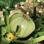 Courgette Eight Ball F1 Plant  3