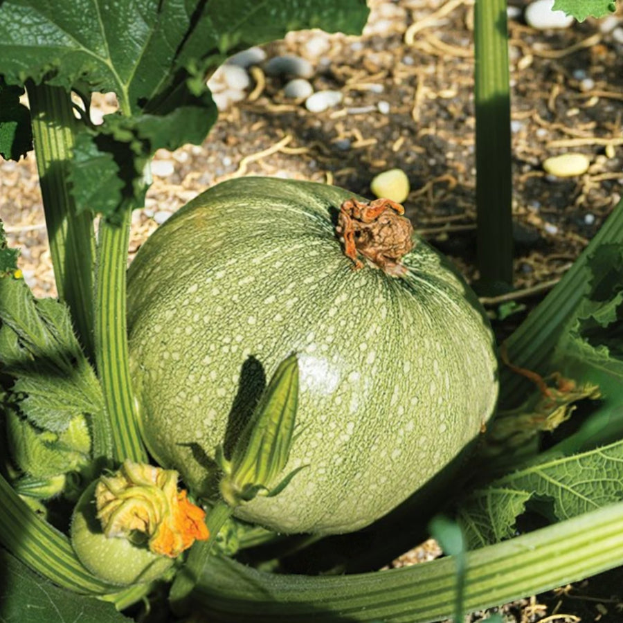 Courgette Eight Ball F1 Plant  3