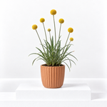 Craspedia globosa - 'Golf Beauty'  1