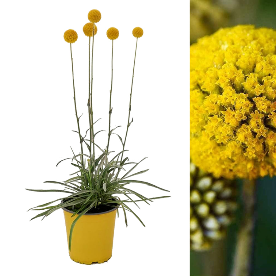 Craspedia globosa - 'Golf Beauty'  2