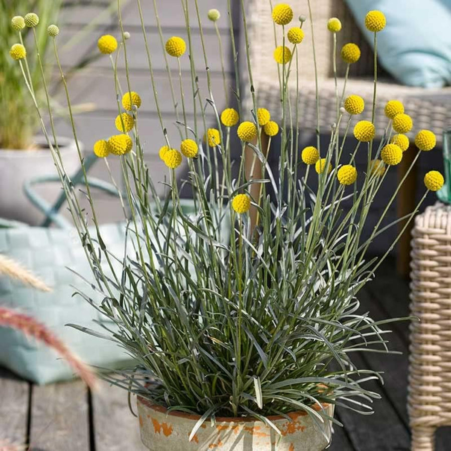 Craspedia globosa - 'Golf Beauty'  4