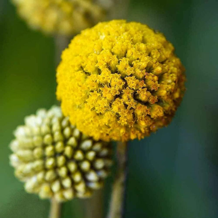 Craspedia globosa - 'Golf Beauty'  3