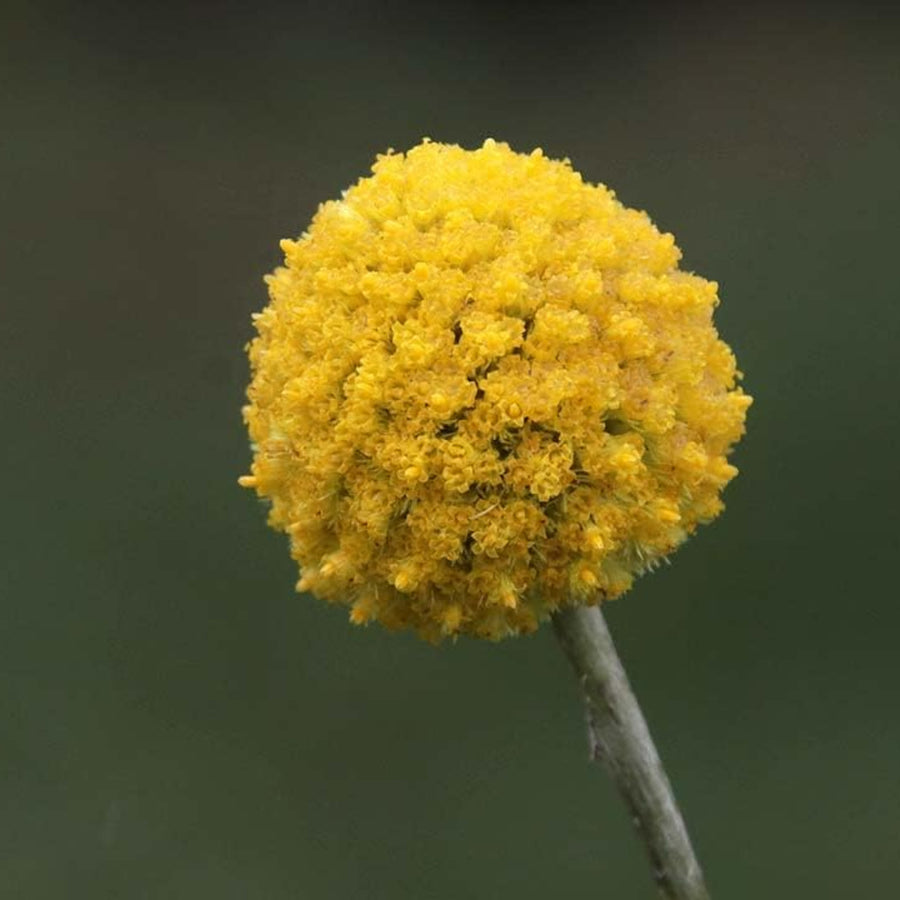Craspedia globosa - 'Golf Beauty'  1