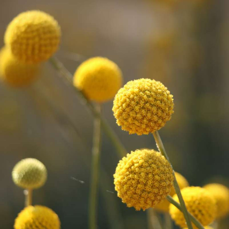 Craspedia globosa - 'Golf Beauty'  5
