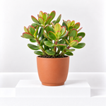 Crassula Ovata -  Money Plant  1