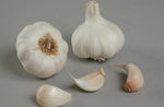Garlic Planting Bulbs - Cristo  2