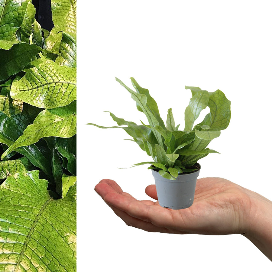 Asplenium Nidus Fern crocodilefern 2